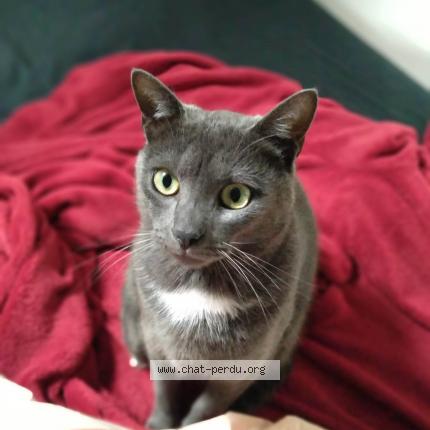 Photo de chat perdu à Lille
