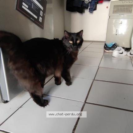 Photo 1/1 Chat retrouvé Perdu à Lyon