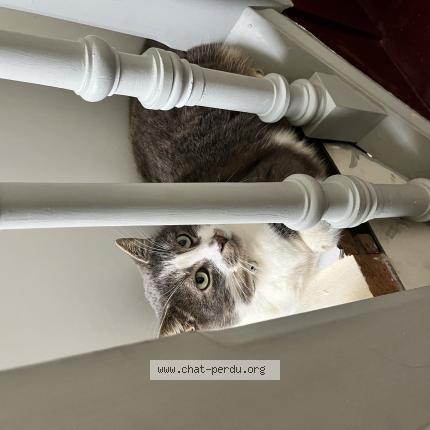 Photo 1/1 Chat retrouvé Perdu à Eaubonne