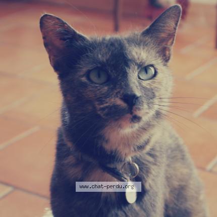 Photo de chat perdu à Angers