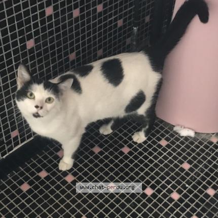 Photo de chat perdu à Montalivet