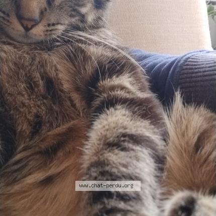 Photo de chat perdu à Paris