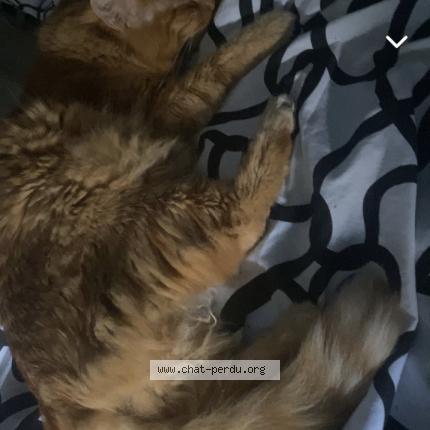 Photo de chat perdu à Venissieux