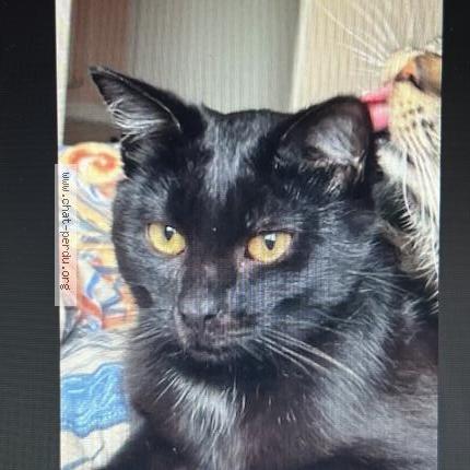 Photo de chat perdu à Bergerac