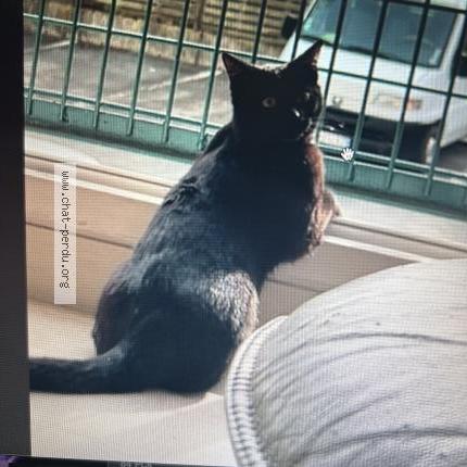 Photo 2/5 Chat retrouvé Perdu à Bergerac