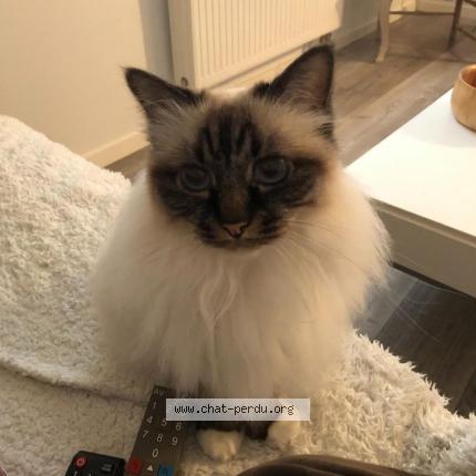 Photo de chat perdu à Dorlisheim