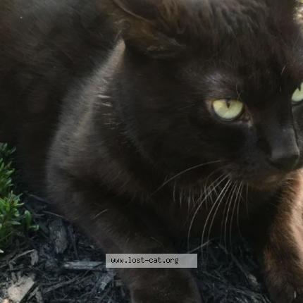 Photo 1/1 Chat retrouvé Perdu à St john s