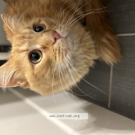 Photo 1/1 Chat retrouvé Trouvé à Edmonton