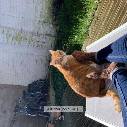 Photo 1/1 Chat retrouvé Perdu à Croix
