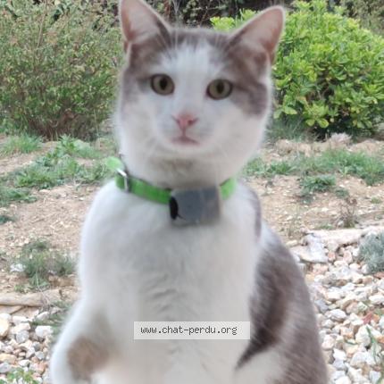 Photo 1/1 Chat retrouvé Perdu à Feline Minervois