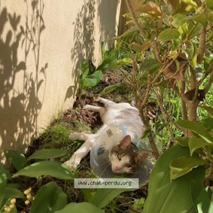 Photo 1/1 Chat retrouvé Perdu à Villeneuve Tolosane 31270