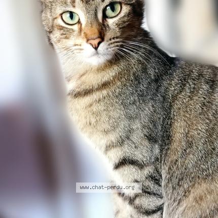 Photo 1/1 Zen Chat perdu à Villeneuve loubet