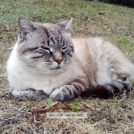Photo de chat perdu à Saint Vit