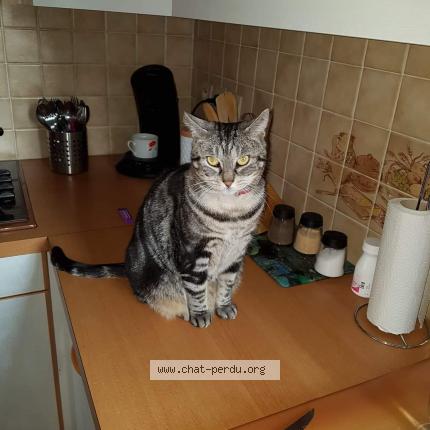 Photo de chat perdu à Perenchies