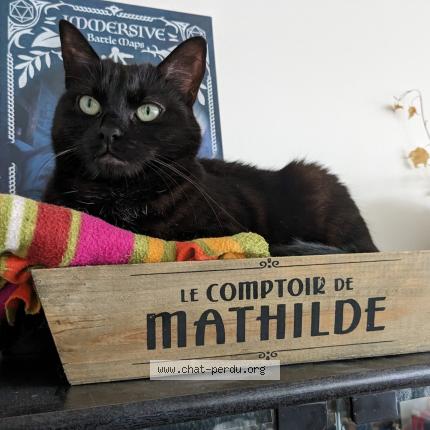 Photo 1/1 Chat retrouvé Perdu à Brest