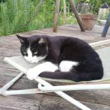Photo de chat perdu à Bouge