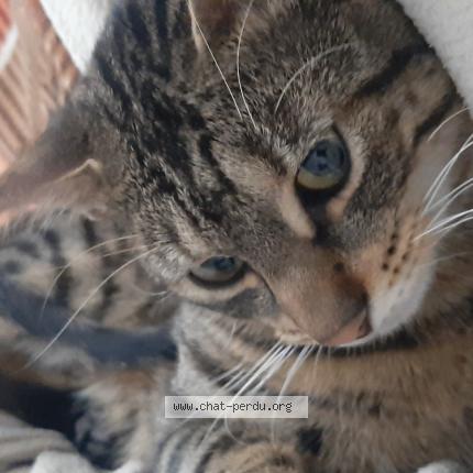 Photo 1/1 Chat retrouvé Perdu à Bordeaux