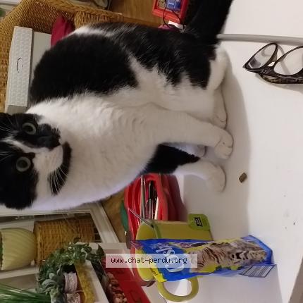 Photo 1/1 Chat retrouvé Perdu à Strasbourg