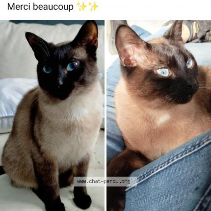 Photo 1/1 Chat retrouvé Perdu à Buvrinnes