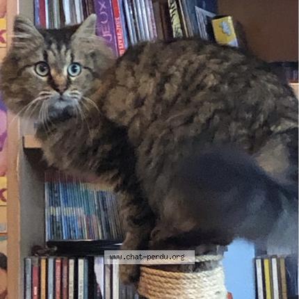 Photo 1/1 Chat retrouvé Perdu à Braine L Alleud