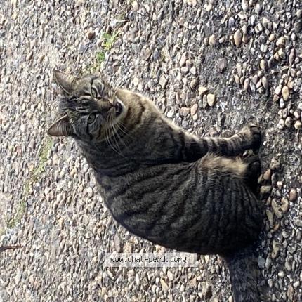 Photo 1/1 Chat retrouvé Trouvé à Montlouis Sur Loire