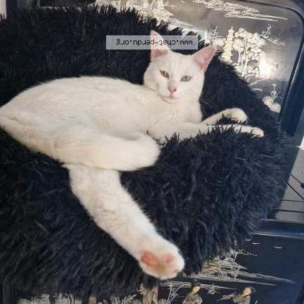 Photo de chat perdu à Hermanville Sur Mer