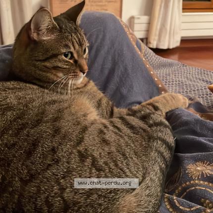 Photo de chat perdu à Maisons Alfort