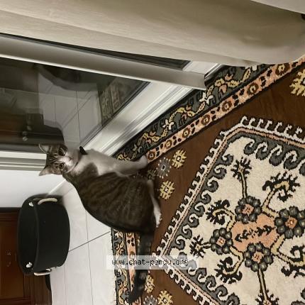 Photo 1/1 Chat retrouvé Perdu à Villars