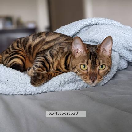 Photo 1/1 Chat retrouvé Perdu à Red deer