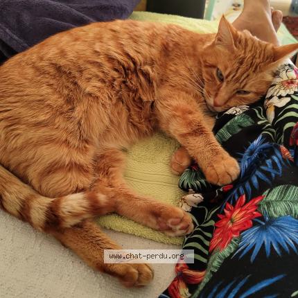 Photo de chat perdu à Mandelieu La Napoule