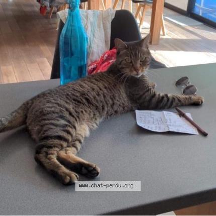 Photo de chat perdu à Fretin