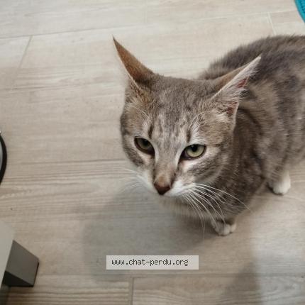 Photo 1/1 Chat retrouvé Perdu à Saint Georges Sur Allier Lignat