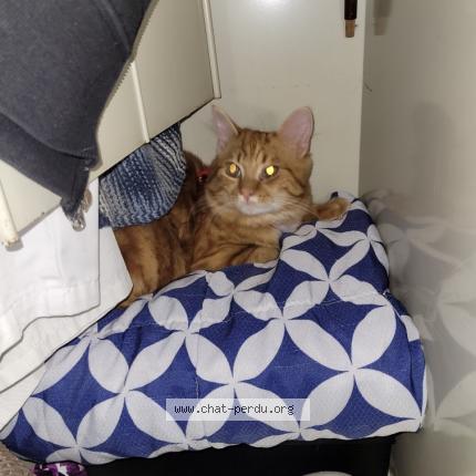 Photo 1/1 Chat retrouvé Perdu à Ris orangis