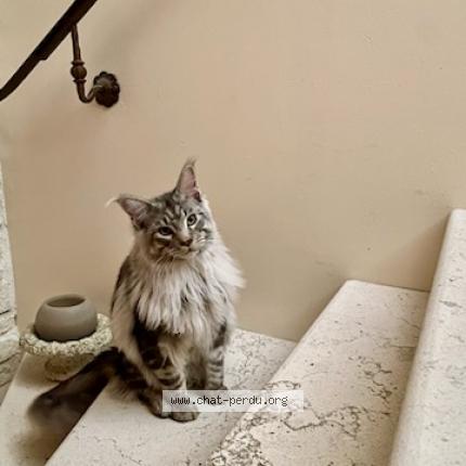 Photo 1/1 Chat retrouvé Perdu à Bobigny