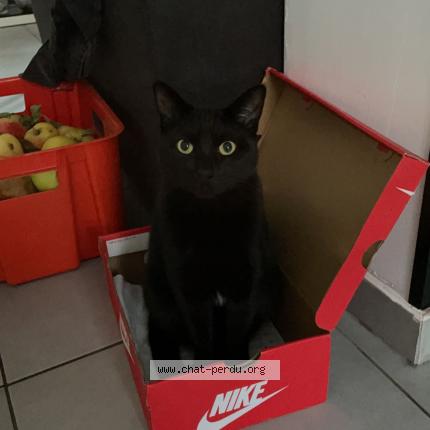 Photo 1/1 Chat retrouvé Perdu à Amiens
