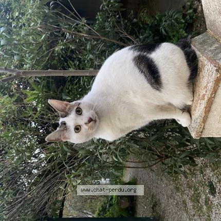 Photo de chat perdu à Toulon