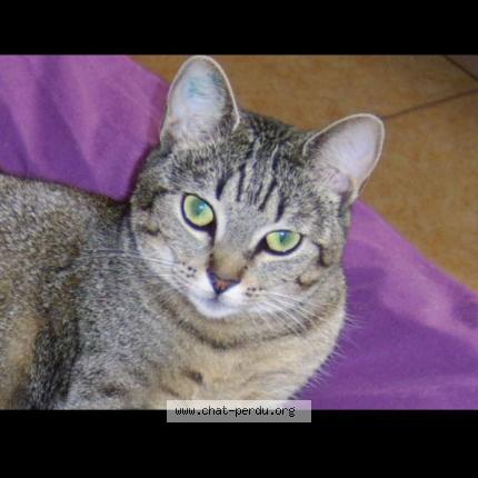 Photo de chat perdu à Teteghem