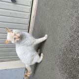 Photo de chat trouvé à Le Mans