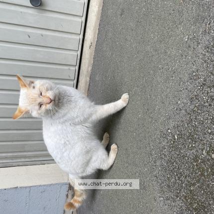 Photo 1/1 Chat retrouvé Trouvé à Le mans