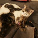 Photo de chat perdu à Chatou