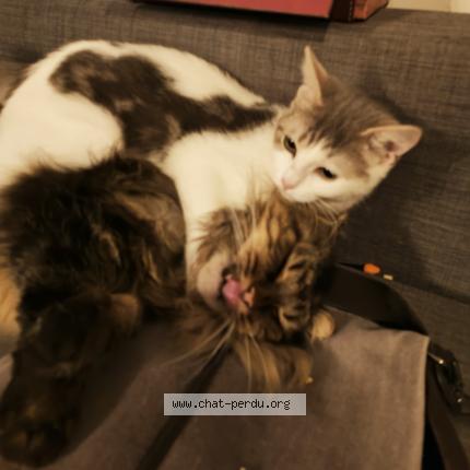 Photo 1/1 Chat retrouvé Perdu à Chatou