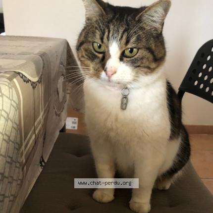 Photo 1/1 Happy Chat perdu à Domene