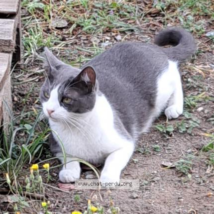 Photo 1/1 Chat retrouvé Trouvé à Narbonne