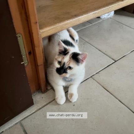Photo 1/1 Chat retrouvé Perdu à Saint Priest