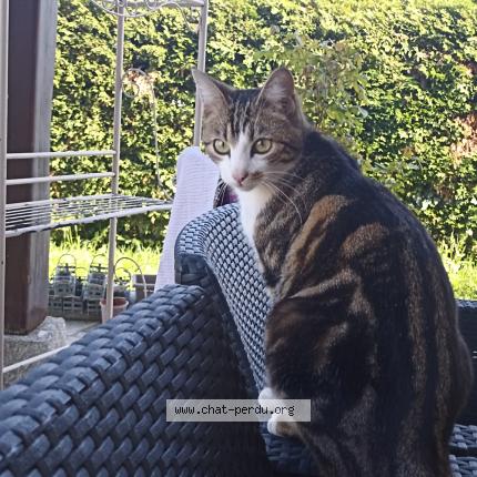 Photo 1/1 Chat retrouvé Perdu à Valence