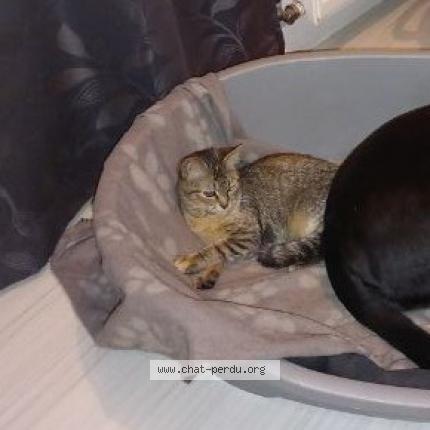 Photo 1/1 Chat retrouvé Perdu à Saint Brice
