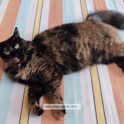Photo de chat perdu à Chartrettes