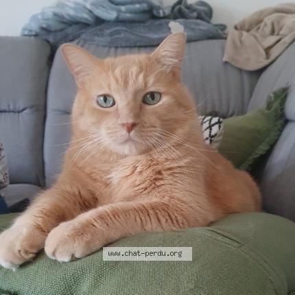 Photo de chat perdu à Beziers