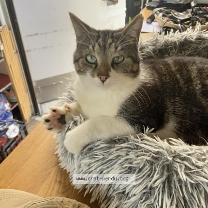 Photo 1/1 Chat retrouvé Perdu à Toulouse