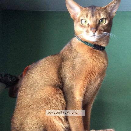 Photo 1/1 Chat retrouvé Perdu à Edmonton